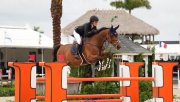 Extra Horses: Quality label with over 80% of horses excelling in show jumping!