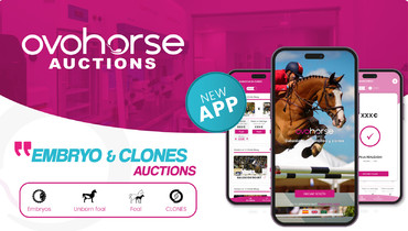 The Ovohorse Auctions app launches an embryo of Chacco Blue