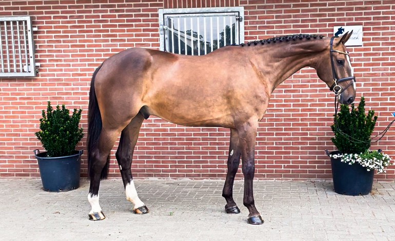Quality jumpers in August auction of Dutch Horse Trading | World of ...
