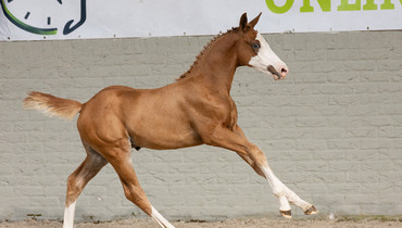 Exclusive auction: High-quality show jumping foals from elite bloodlines