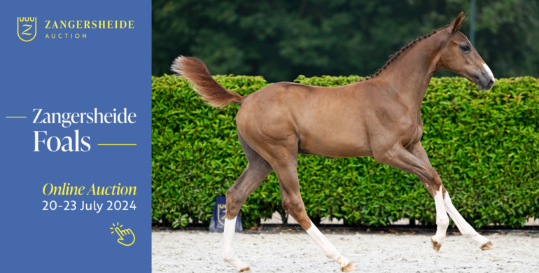 Bidding has started! Zangersheide presents a captivating collection with Olympic flair! Online Foal Auction 20 - 23 July